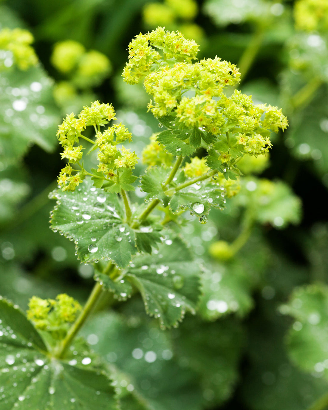 Alchemilla mollis