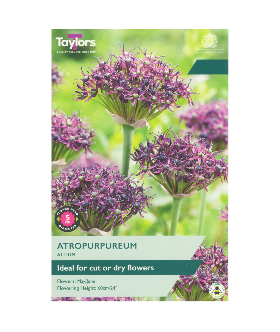 Allium &