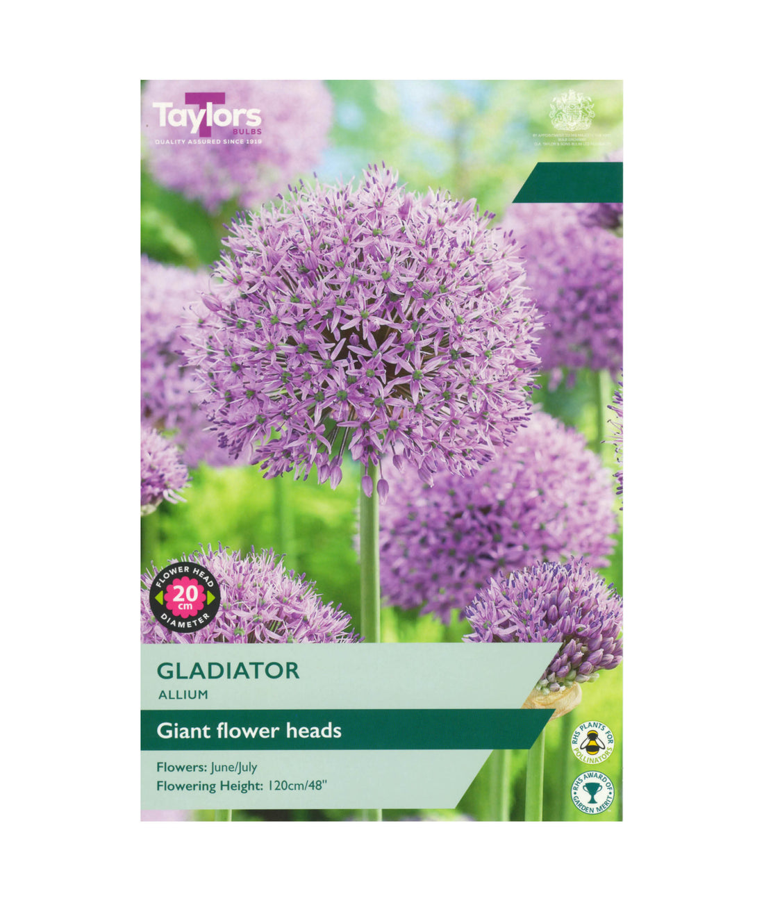 Allium &