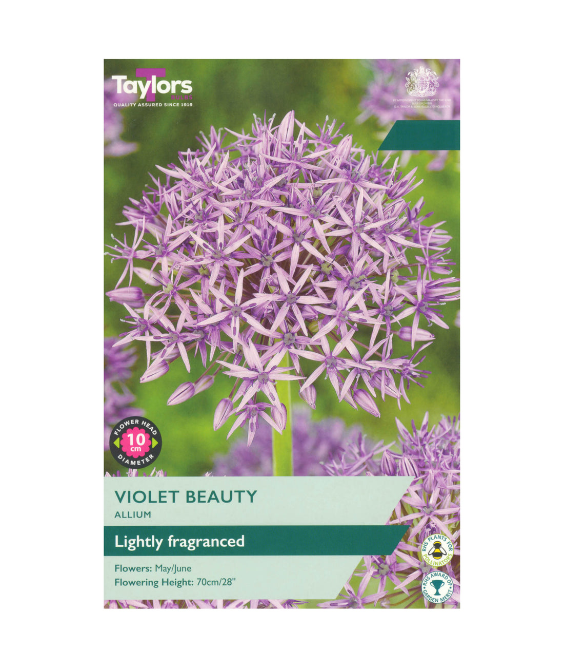 Allium Violet Beauty