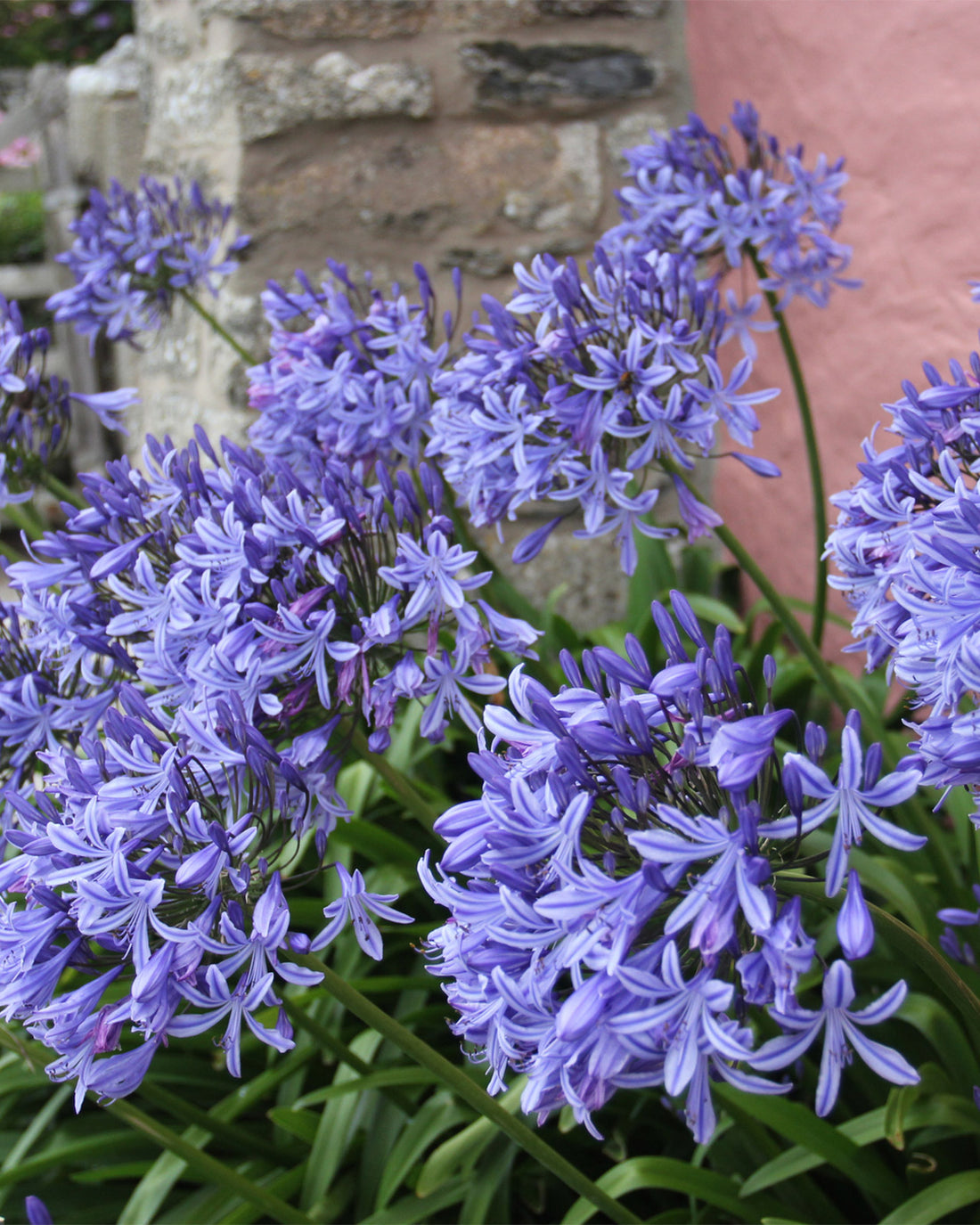 Agapanthus ‘Amourette Superb’