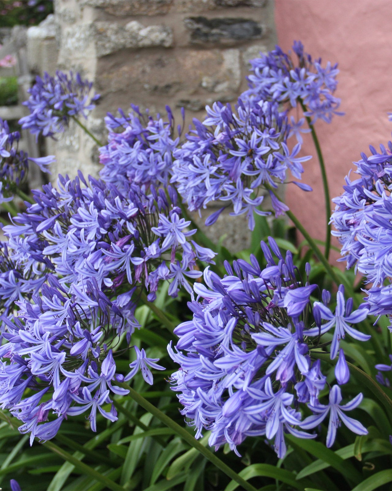 Agapanthus ‘Amourette Superb’