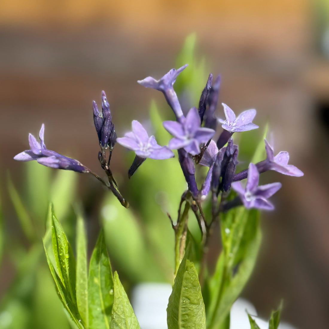 Amsonia &
