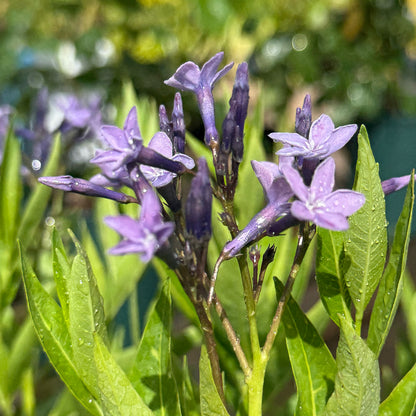 Amsonia &