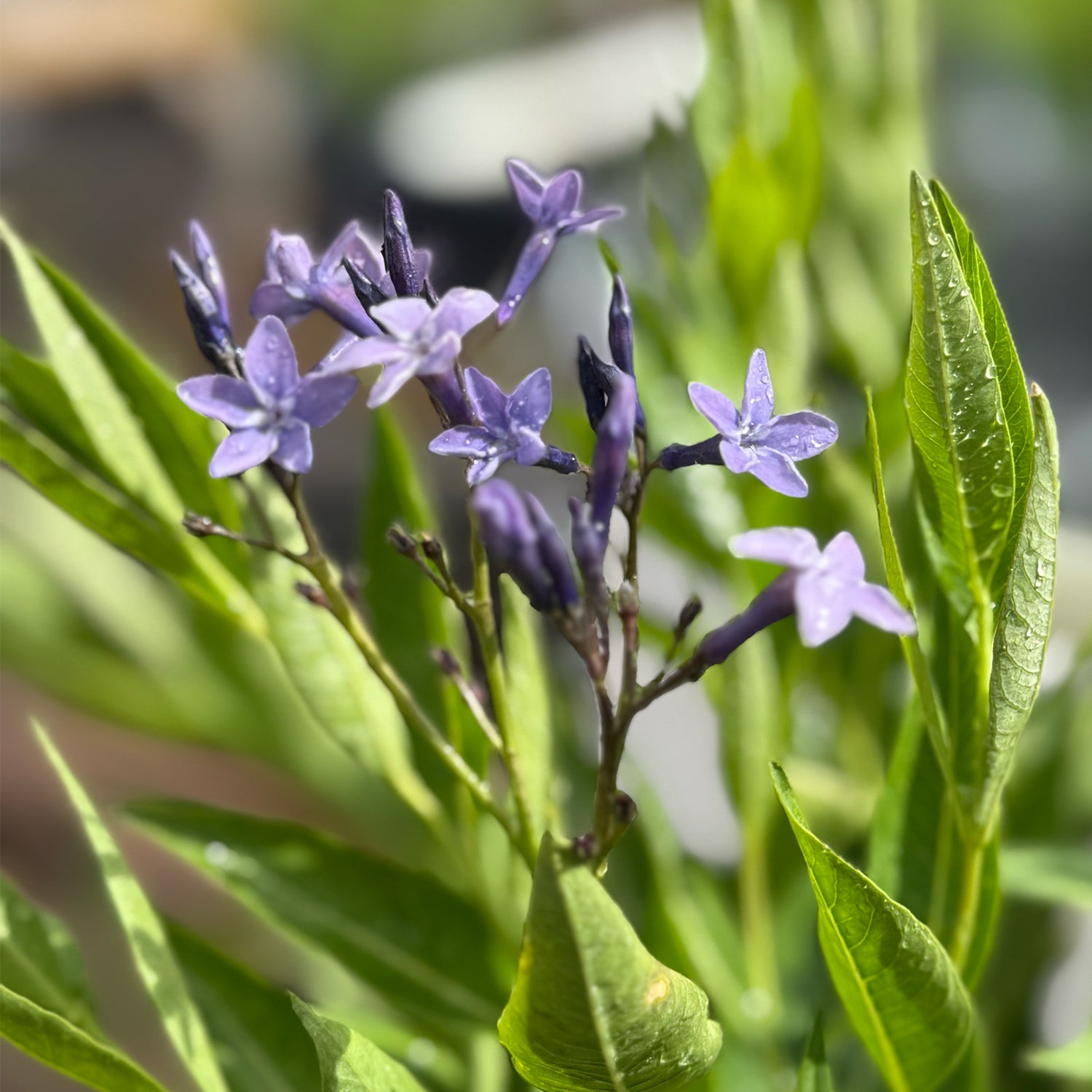Amsonia &