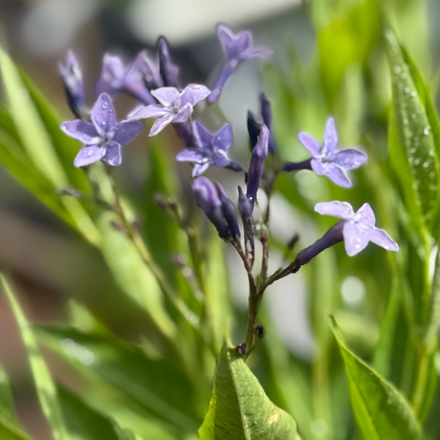 Amsonia &