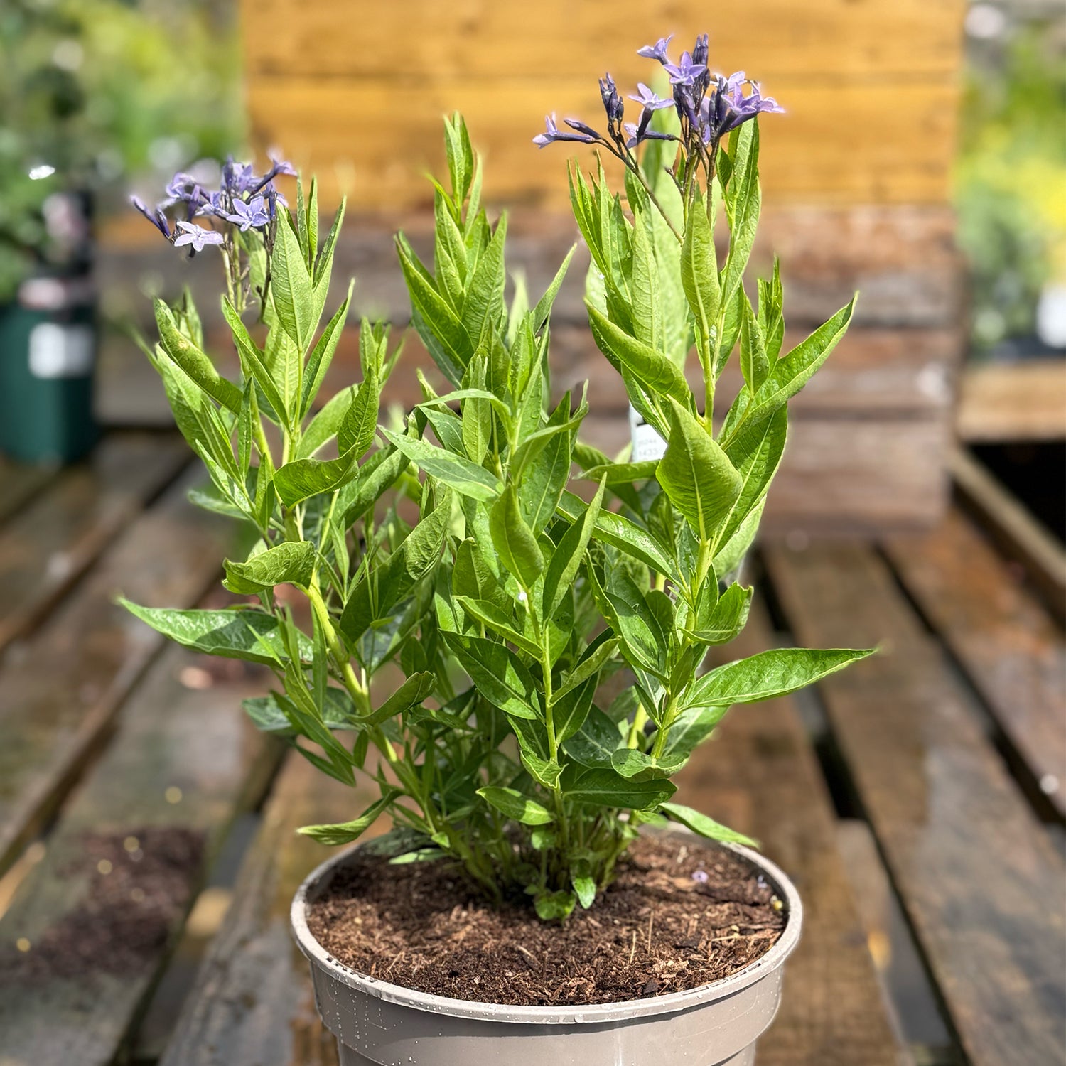 Amsonia &