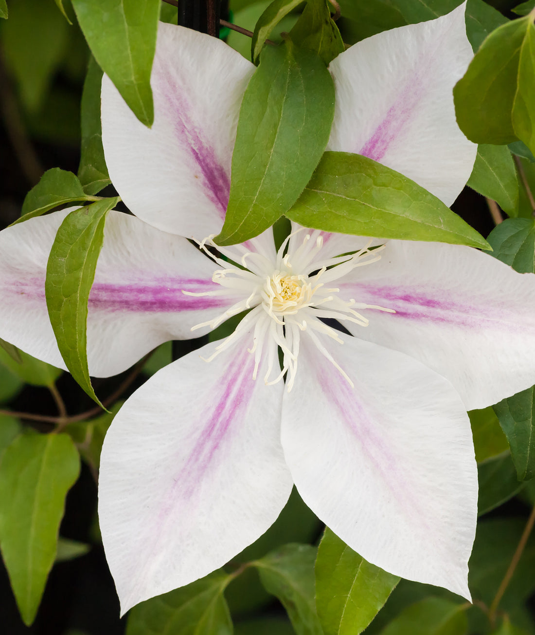 Clematis &