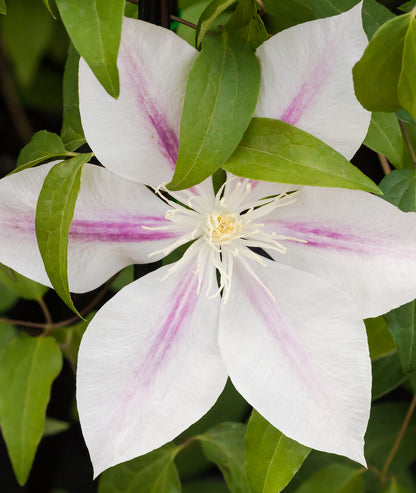 Clematis &