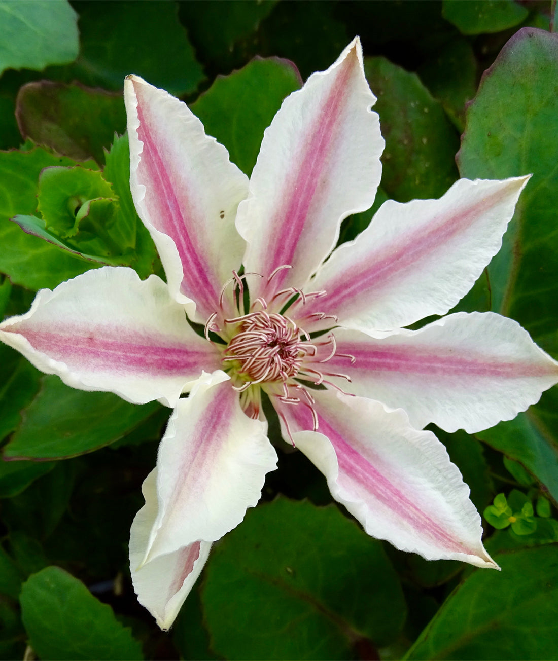 Clematis &