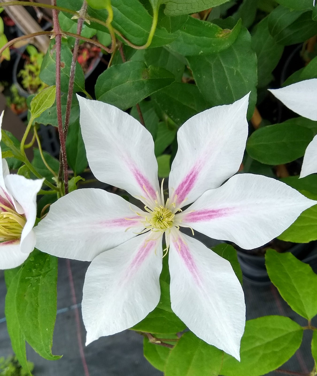 Clematis &