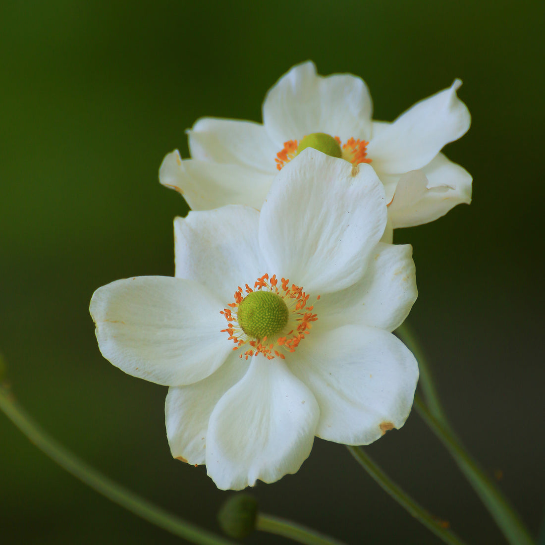 Anemone × hybrida &