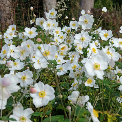 Anemone × hybrida &