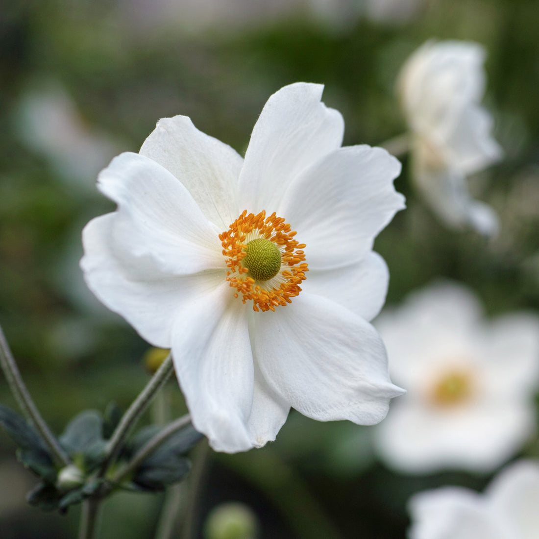 Anemone × hybrida &
