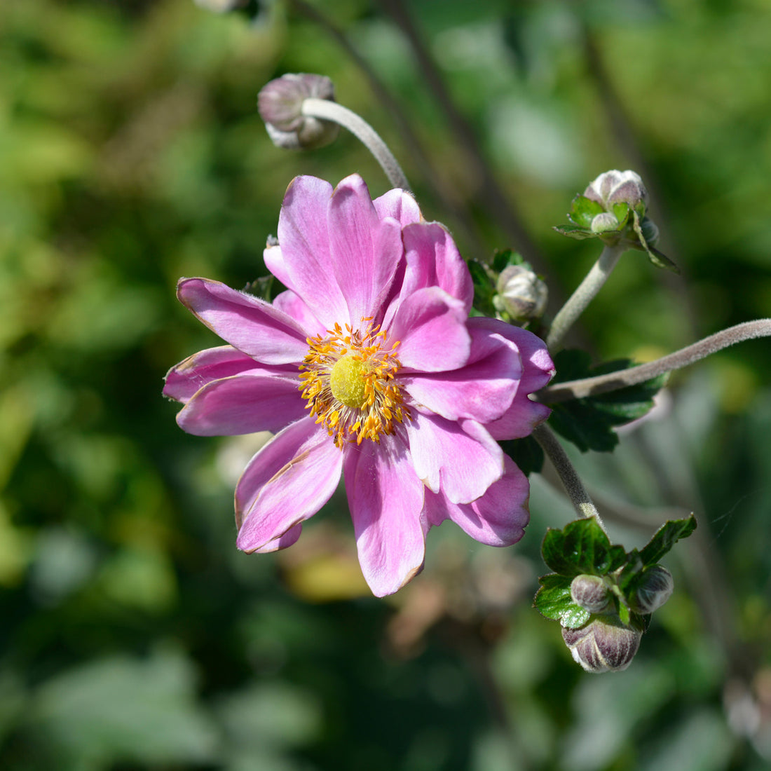 Anemone × hybrida &