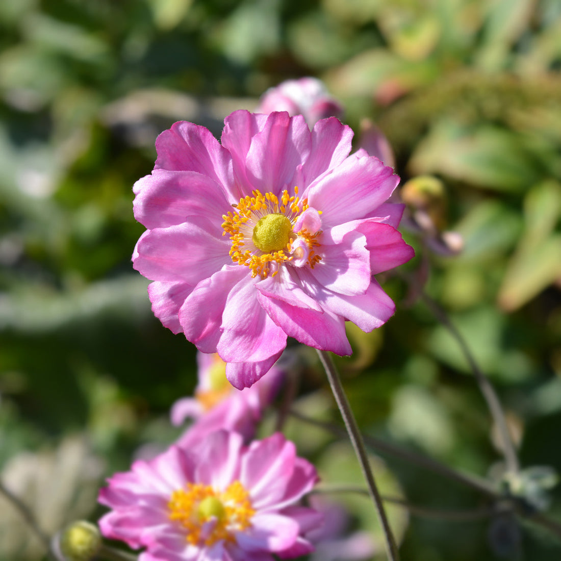 Anemone × hybrida &