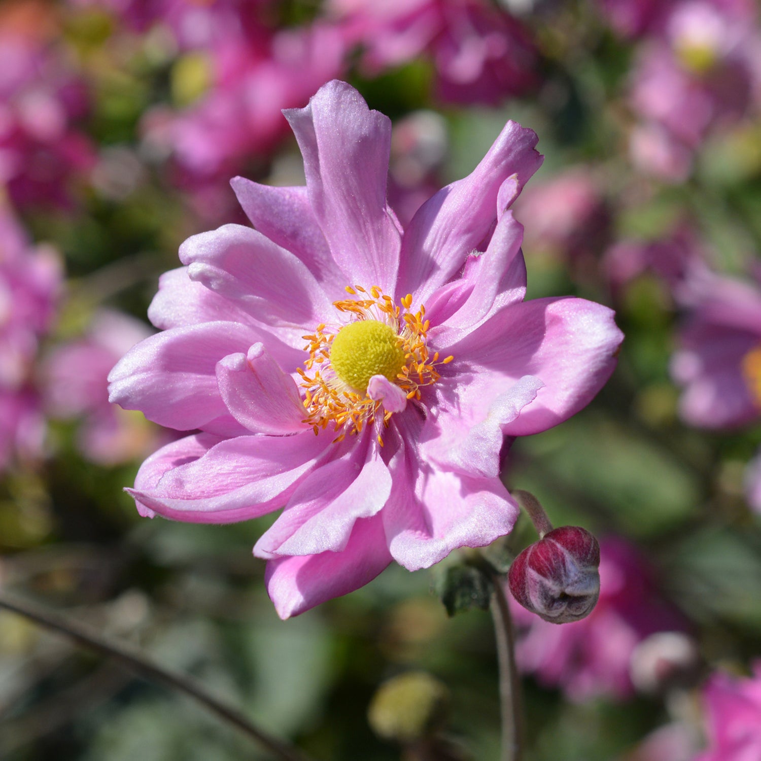 Anemone × hybrida &