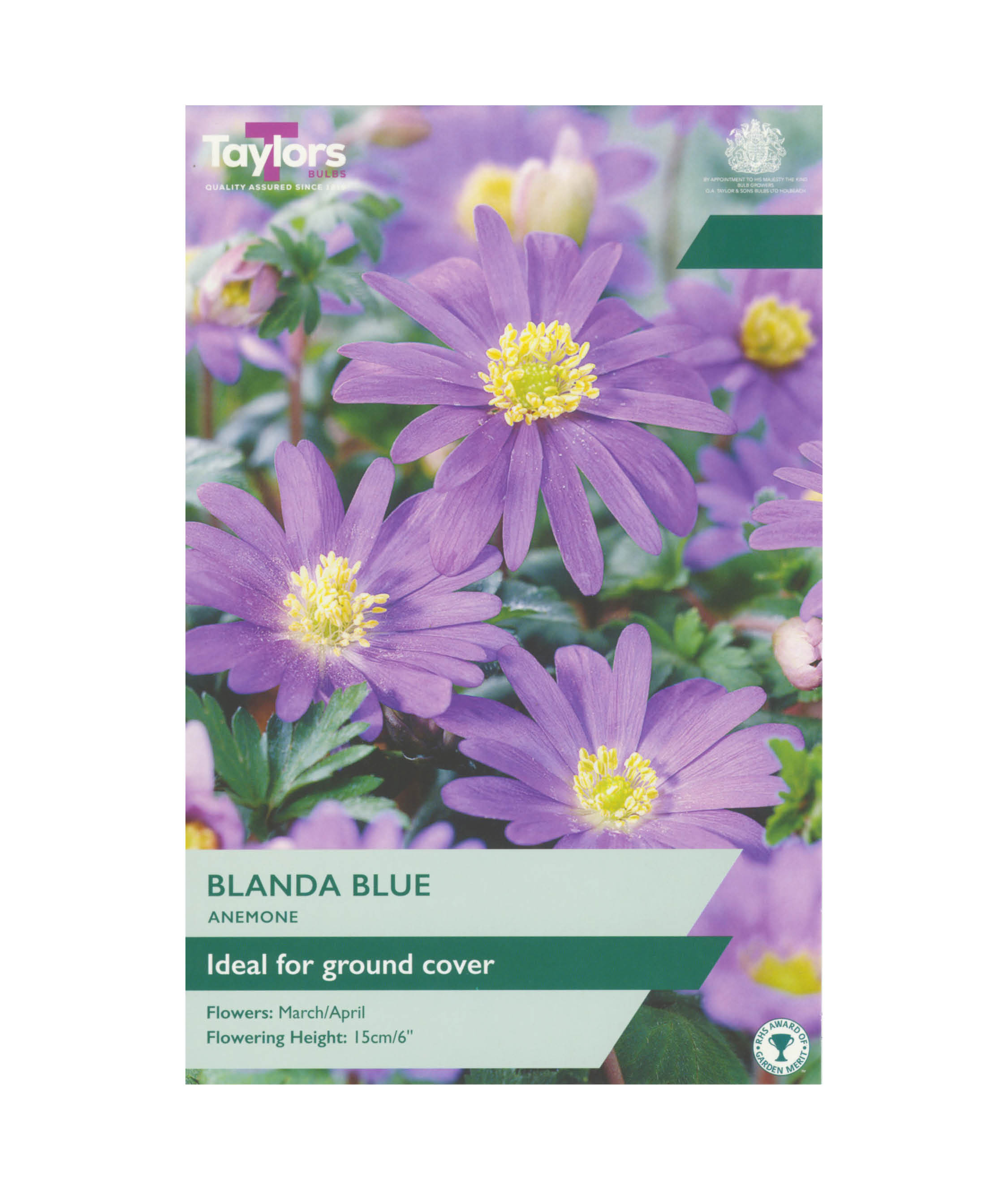Anemone Blanda Blue