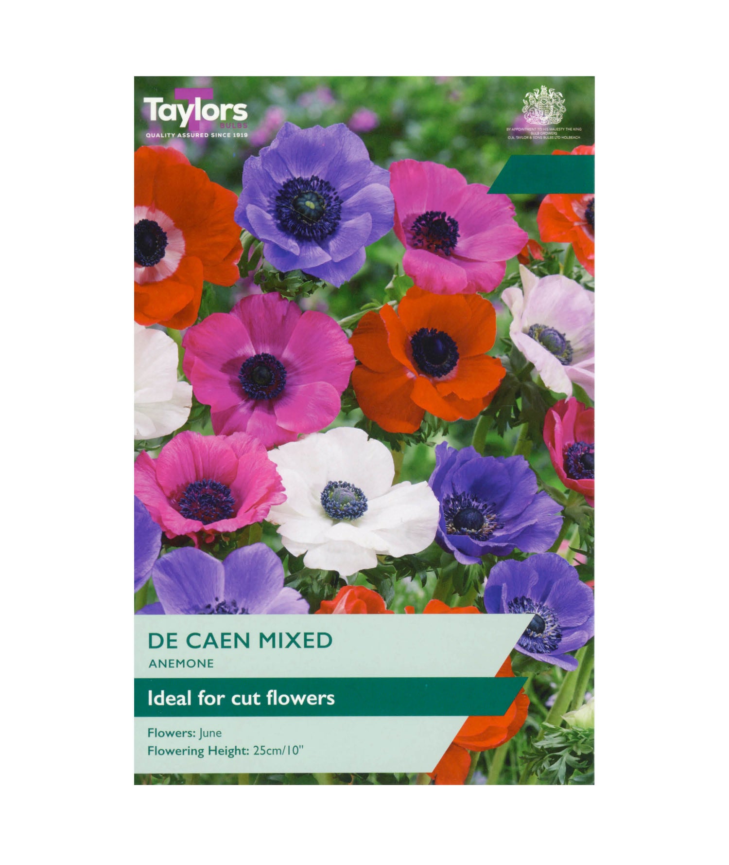 Anemone &