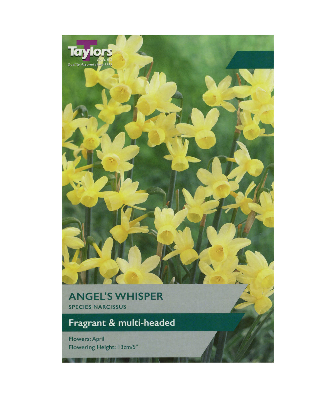 Narcissi &