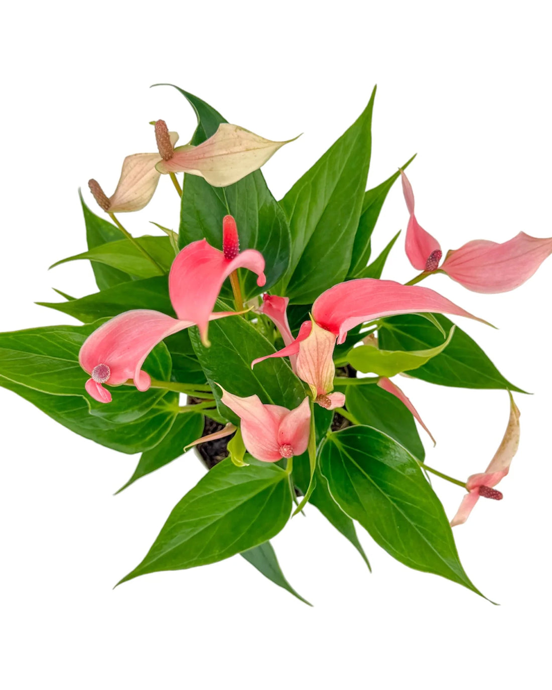 Anthurium ‘Lilli’