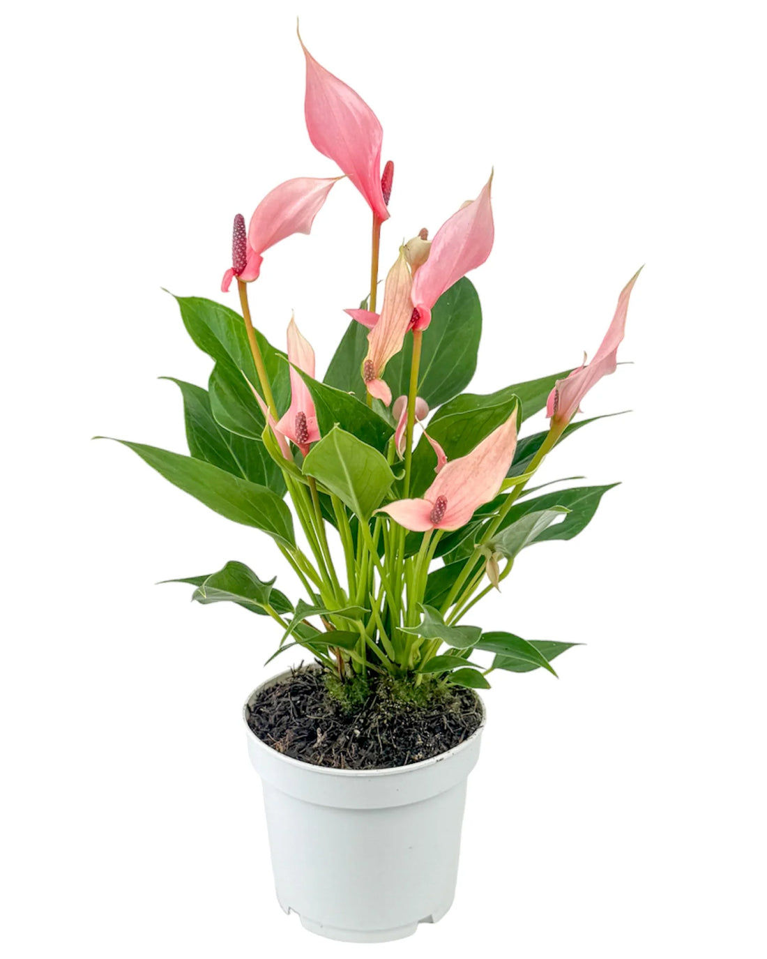Anthurium ‘Lilli’