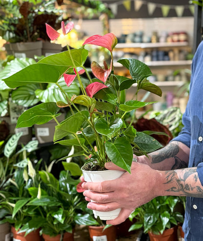 Anthurium Pink - 12cm