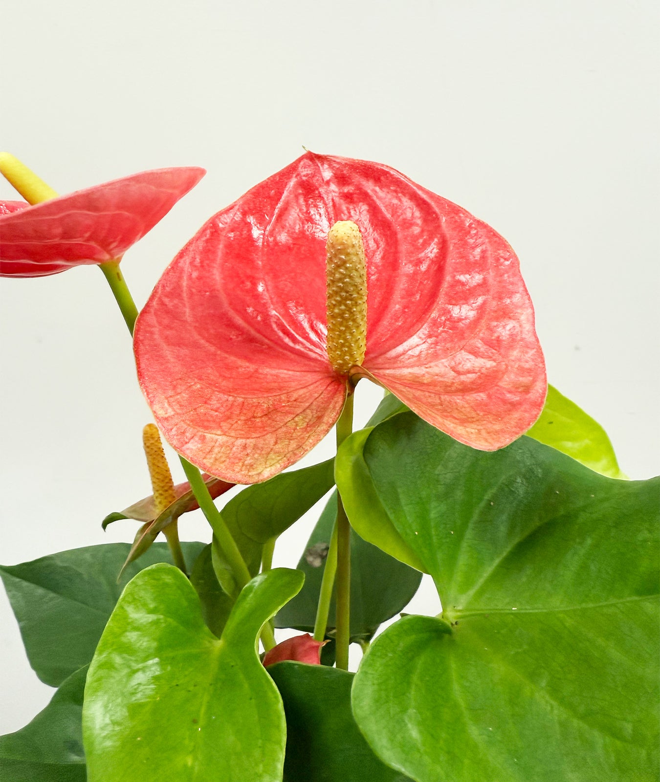 Pink Anthurium Houseplant
