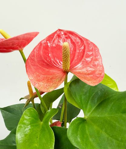 Anthurium Pink - 12cm