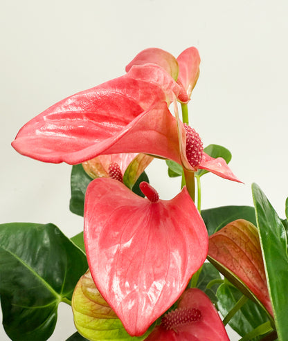 Anthurium Pink - 14cm