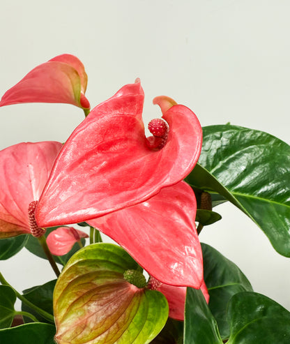 Anthurium Pink - 14cm