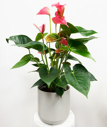 Anthurium Pink - 14cm