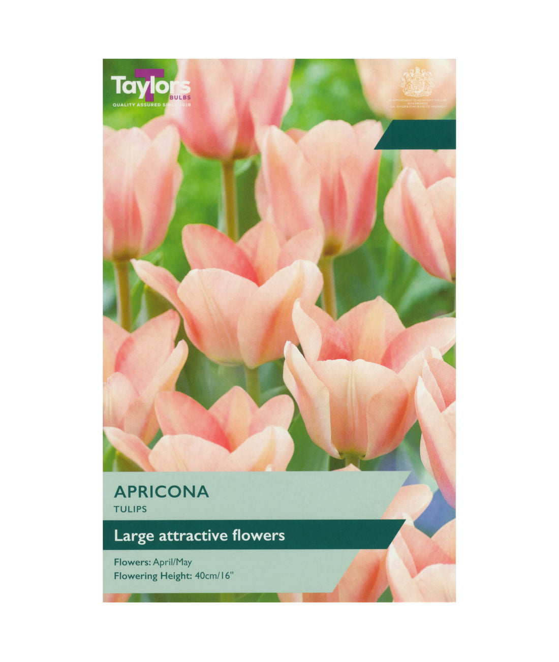 Tulip &