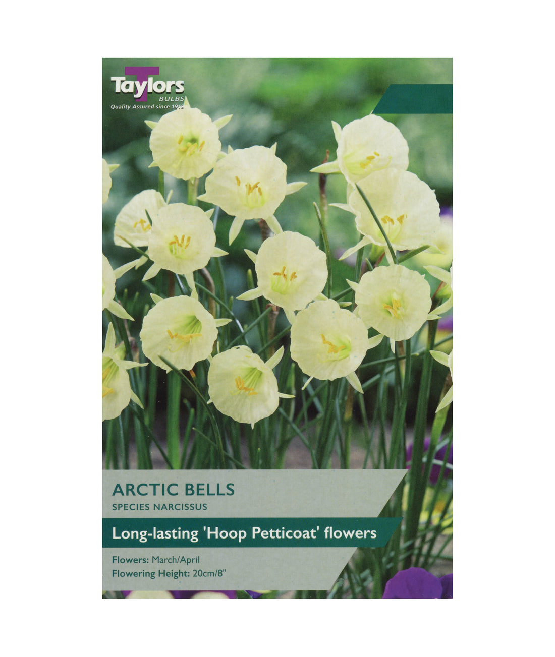 Narcissi &