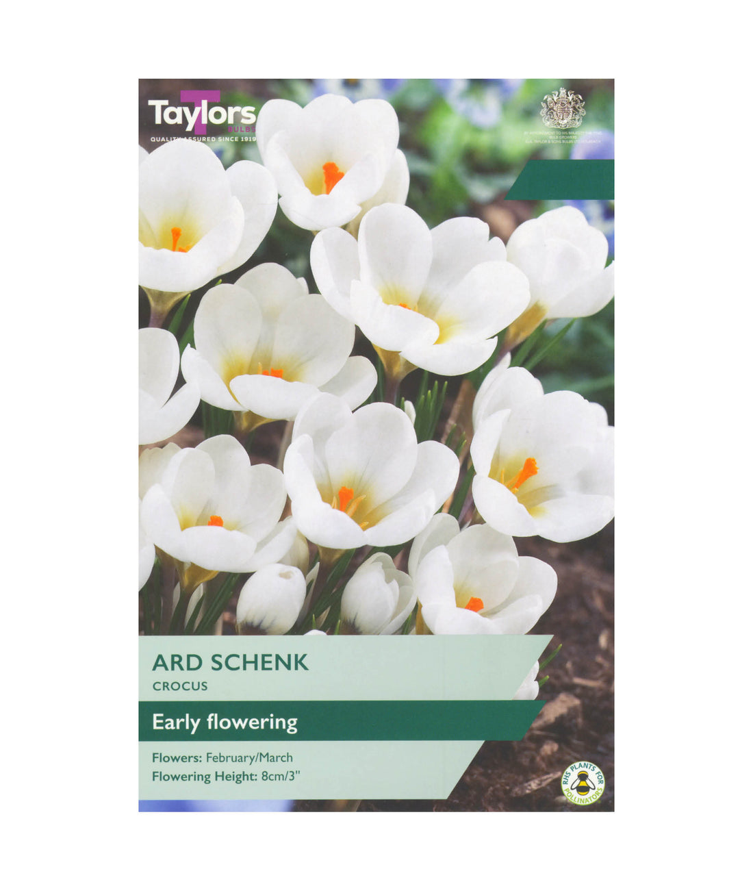Crocus &