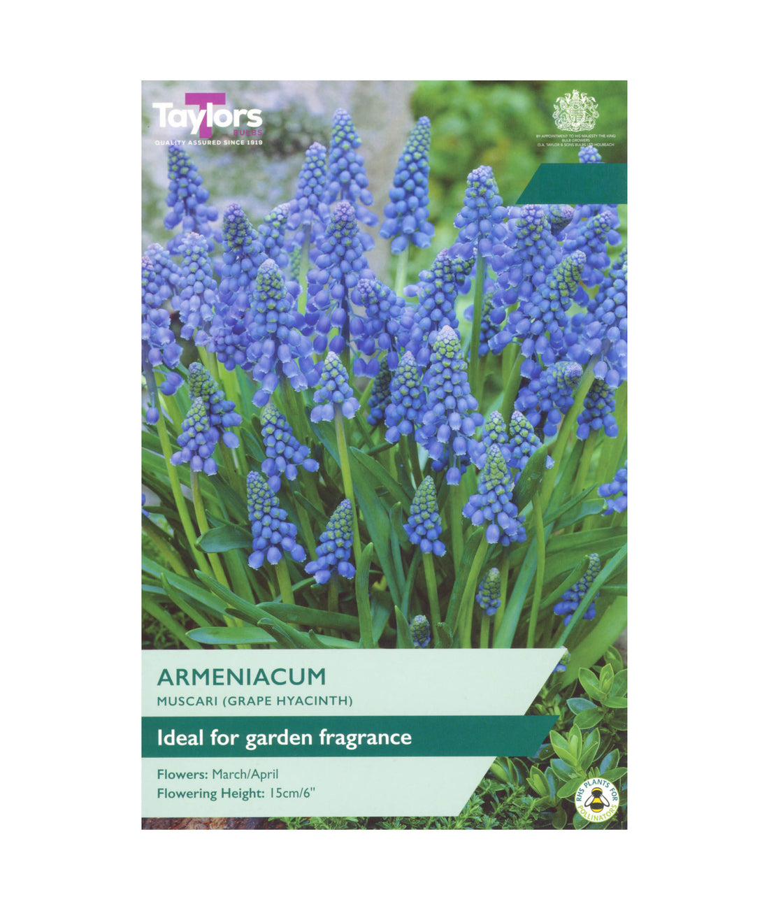Muscari Armeniacum