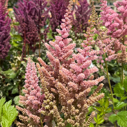 Astilbe &