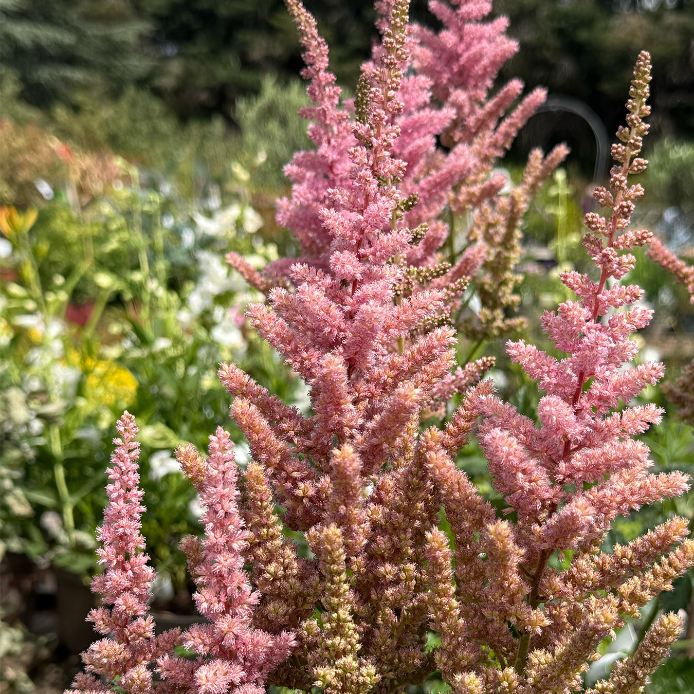 Astilbe &