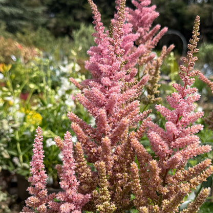 Astilbe &