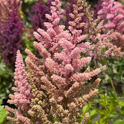 Astilbe &