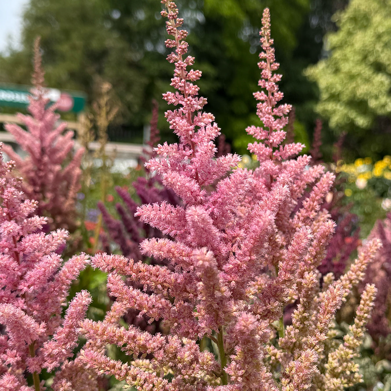 Astilbe &