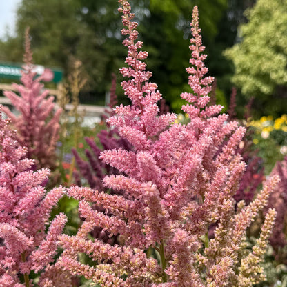 Astilbe &