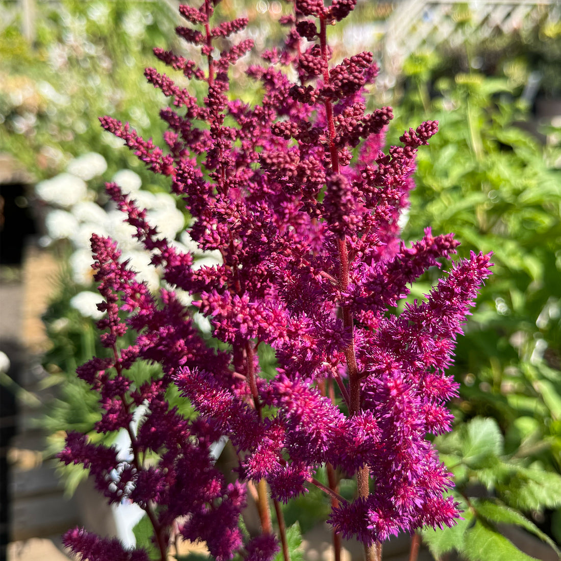 Astilbe chinensis &