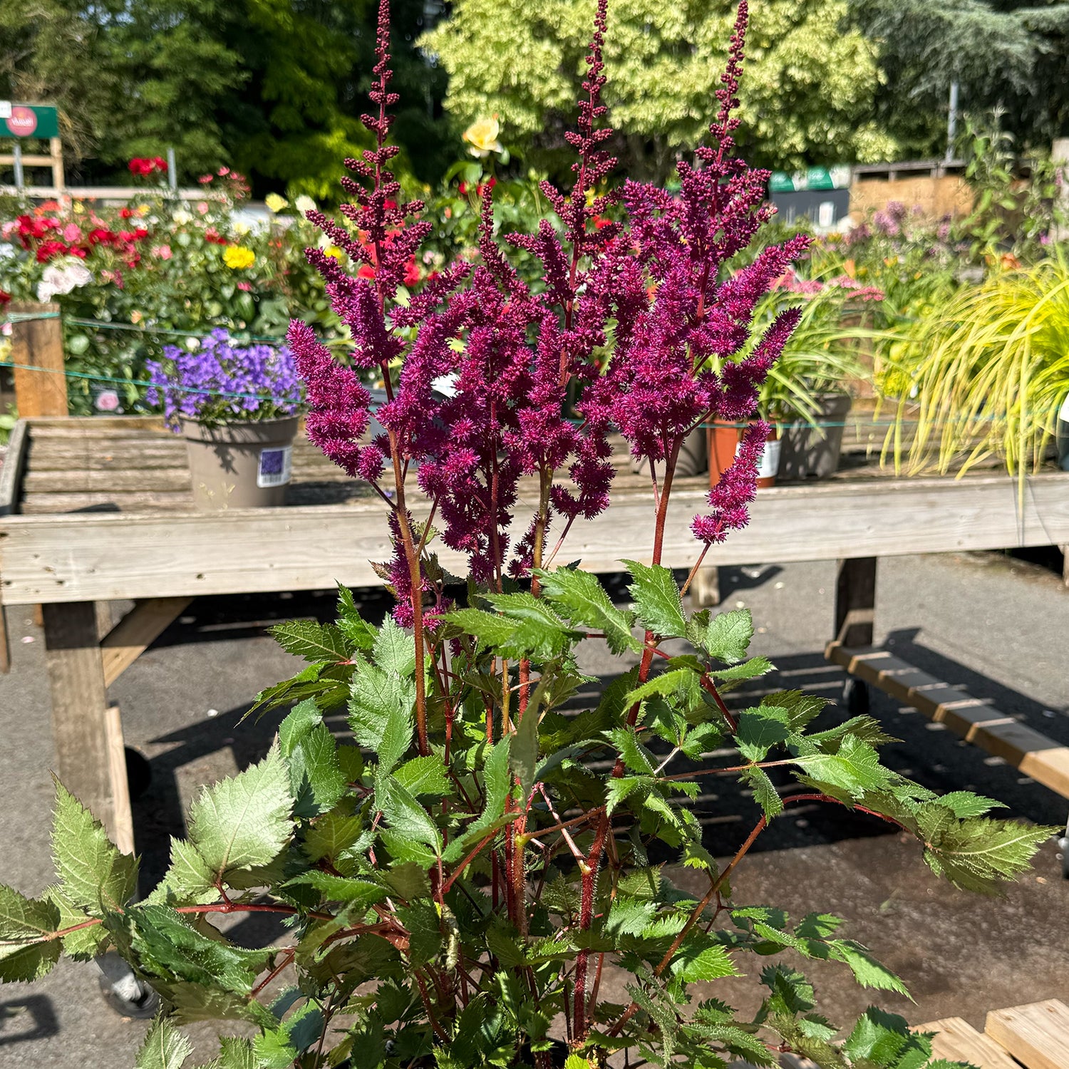 Astilbe chinensis &