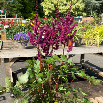 Astilbe chinensis &