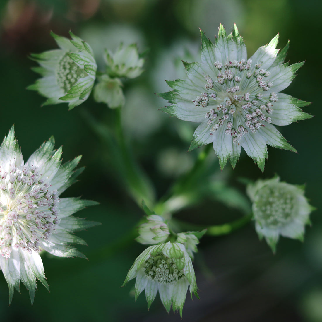 Astrantia major subsp. involucrata &