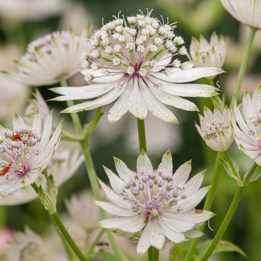 Astrantia major subsp. involucrata &
