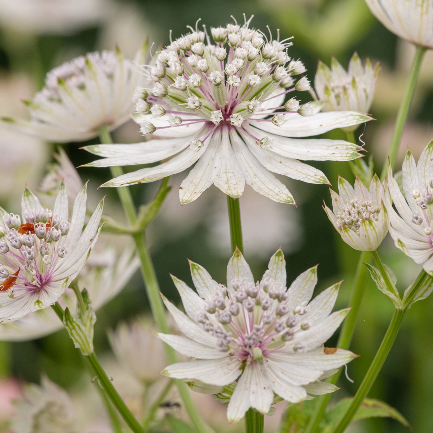 Astrantia major subsp. involucrata &