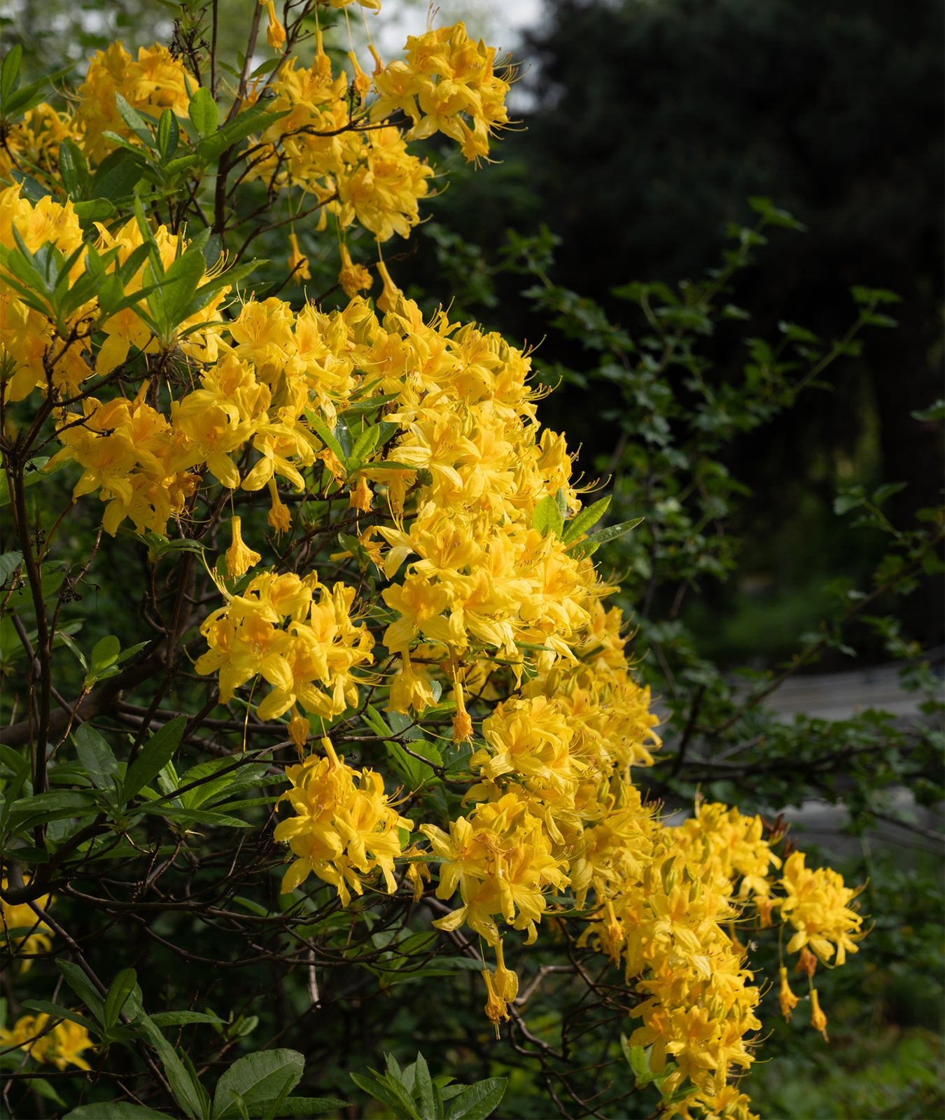 Azalea luteum