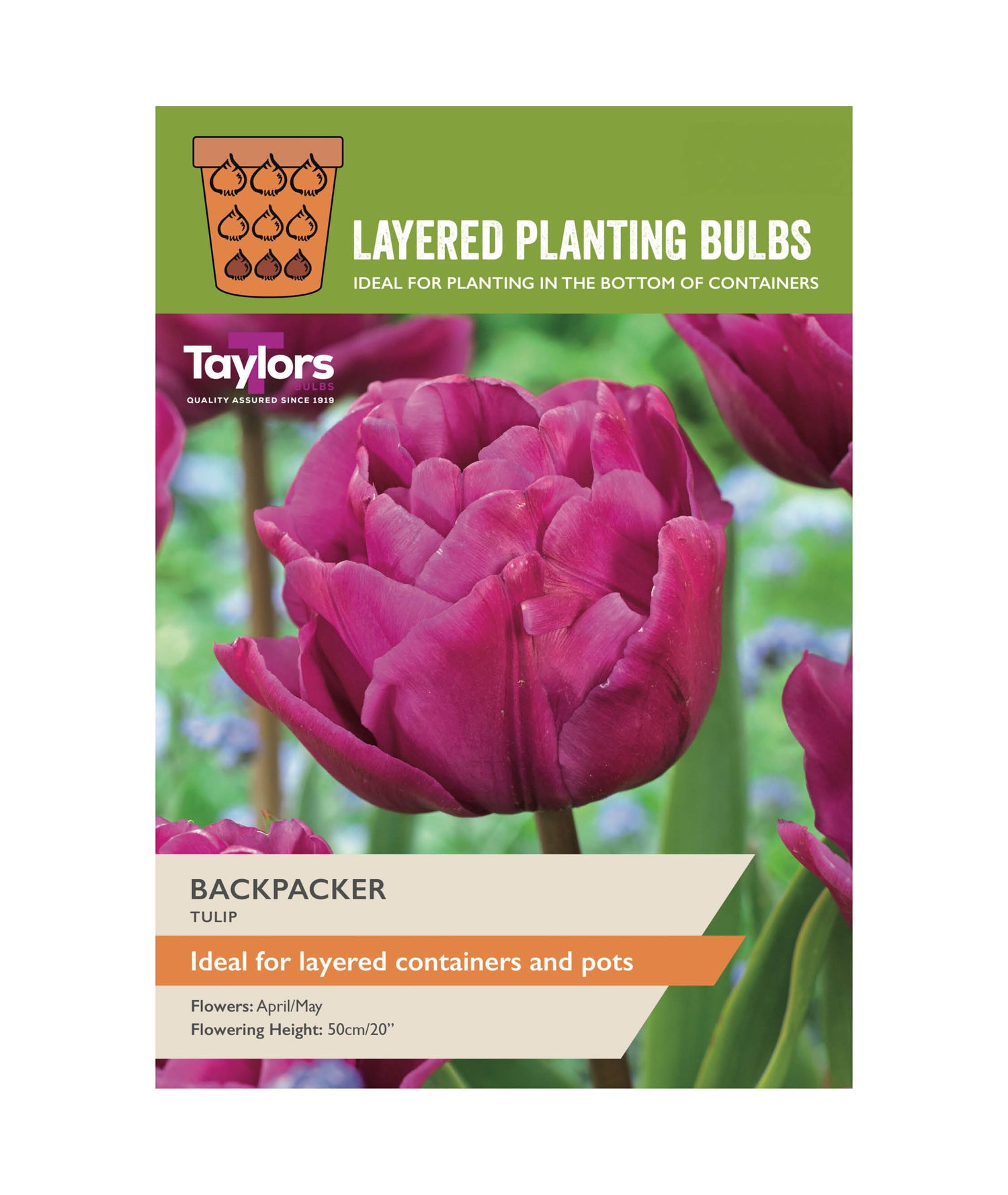 Tulip &